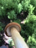 Battarrea phalloides image