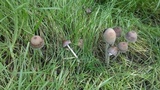 Psathyrella longipes image